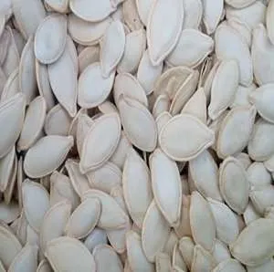 تخمه کدو گوشتی فله