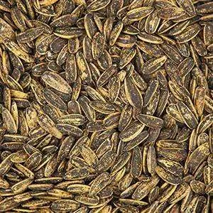 تخمه کانادایی گلپر فله