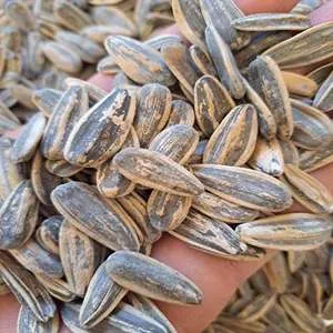 تخمه آفتابگردان کانادایی فله